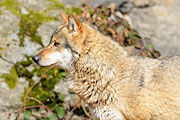 Nationalpark Bayerischer Wald